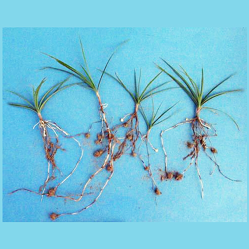 Nutgrass-Nutsedge